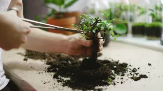 Jesi li čula za Bonsai & Wine? Oslobodi kreativnost i uživaj uz čašu vina