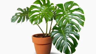 Zašto je egzotična monstera najpoželjnija sobna biljka današnjice?
