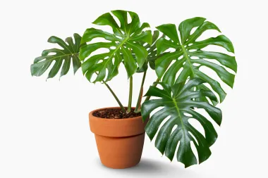 Zašto je egzotična monstera najpoželjnija sobna biljka današnjice?