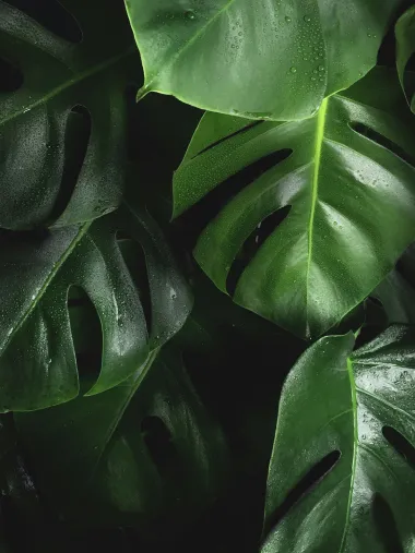 Zašto je egzotična monstera najpoželjnija sobna biljka današnjice?