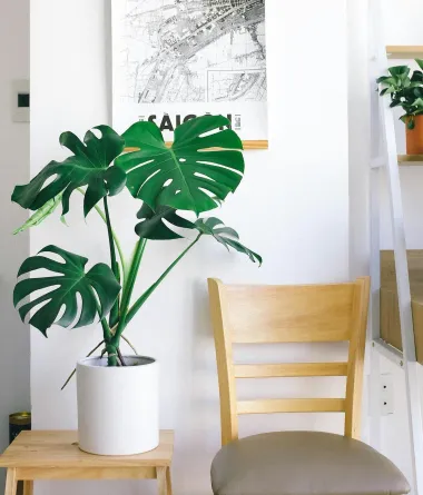 Zašto je egzotična monstera najpoželjnija sobna biljka današnjice?