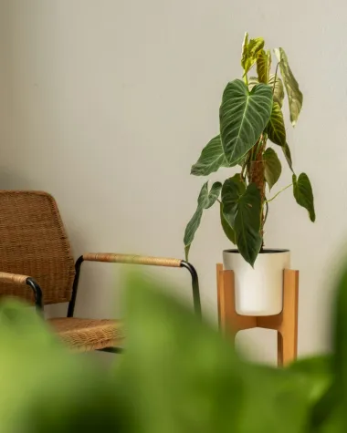 Filodendron: Vodič za početnike i zaljubljenike u sobne biljke