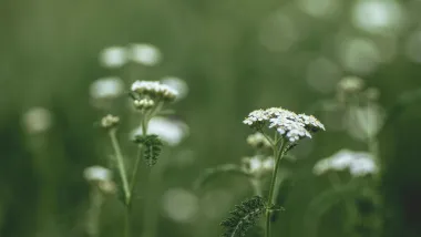 Poljsko cvijeće je idealno za uređenje vrta i okućnice. Izdvojili smo 15 vrsta