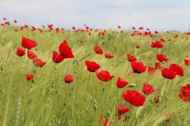 Poljsko cvijeće je idealno za uređenje vrta i okućnice. Izdvojili smo 15 vrsta