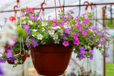 Nezahtjevna bakopa: Savršen izbor za tvoj vrt ili balkon ovog ljeta